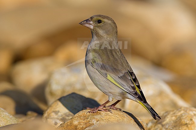 Vrouwtje Groenling op steen; Female European Greenfinch perched on a rock stock-image by Agami/Daniele Occhiato,