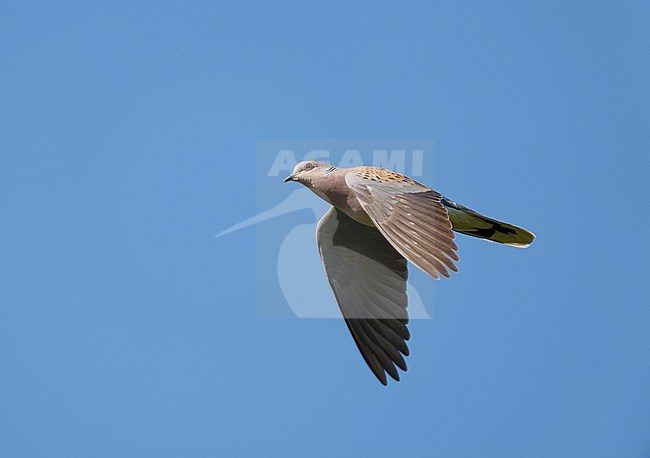 Adult European Turtle Dove (Streptopelia turtur) flying against blue sky stock-image by Agami/Ran Schols,