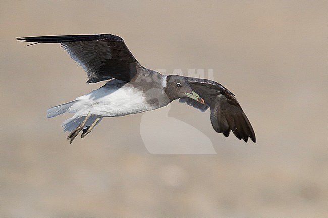 Sooty Gull (Ichthyaetus hemprichii), adult in winter plumage in flight stock-image by Agami/Saverio Gatto,