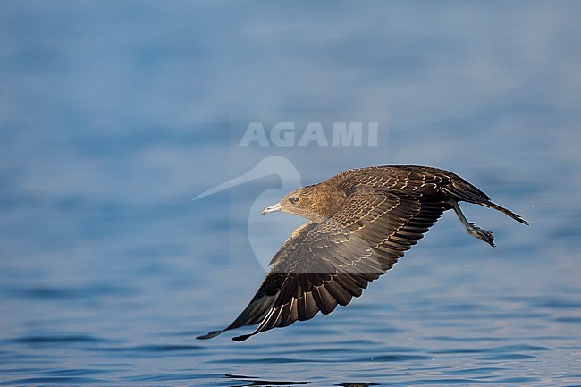 First-winter Arctic Skua (Stercorarius parasiticus) on an inlake lake in Germany (Baden-Württemberg). Taking off from the water surface. stock-image by Agami/Ralph Martin,