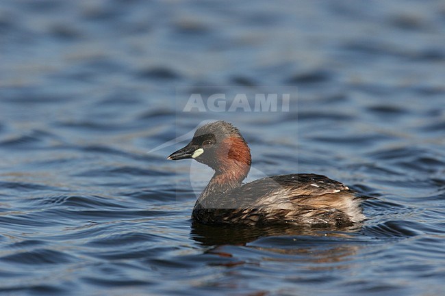 Little Grebe adult breeding plumage, Dodaars adult broedkleed stock-image by Agami/Chris van Rijswijk,