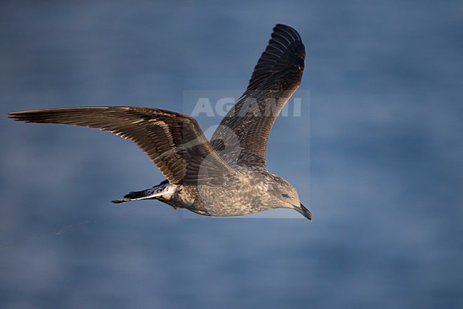 Onvolwassen Azoren Geelpootmeeuw in vlucht, Azorean Yellow-legged Gull immature in flight stock-image by Agami/Daniele Occhiato,