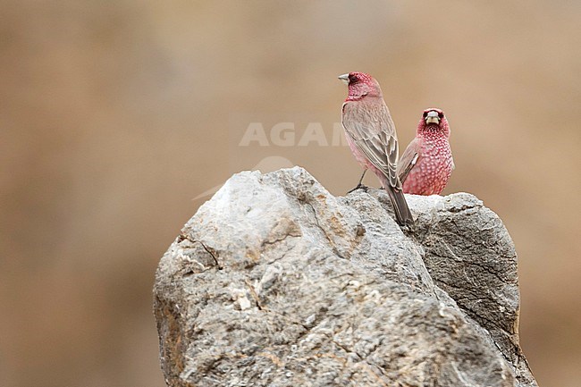 Great Rosefinch - Berggimpel - Carpodacus rubicilla diabolicus, Tajikistan, two adult males perched on a rock stock-image by Agami/Ralph Martin,