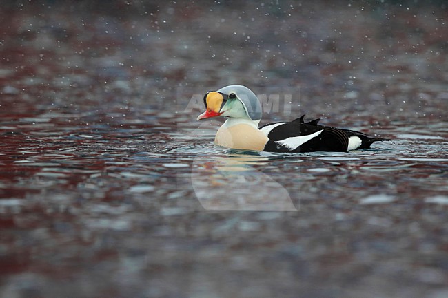 Koningseider in de haven; King Eider in the harbour stock-image by Agami/Chris van Rijswijk,