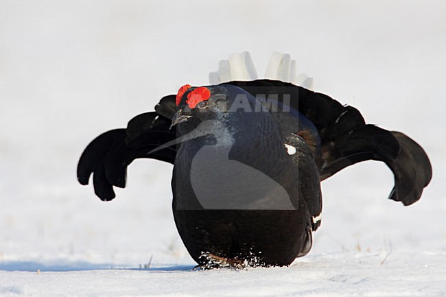 Korhoen man baltsend in de sneeuw; Black Grouse male lekking in the snow stock-image by Agami/Markus Varesvuo,