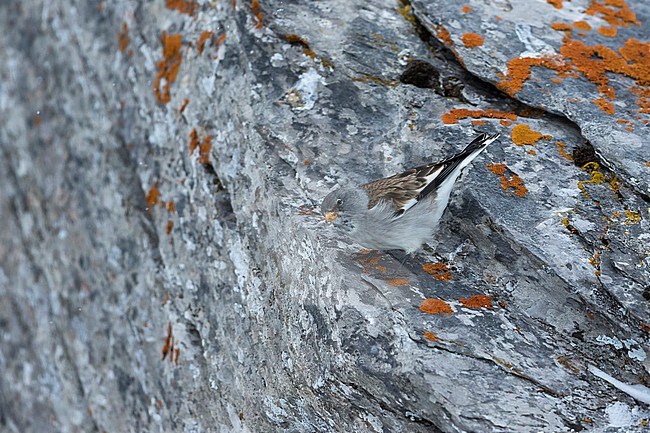 White-winged Snowfinch - Schneesperling - Montifringilla nivalis ssp. nivalis, Switzerland, winter plumage stock-image by Agami/Ralph Martin,