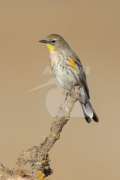 Adult non-breeding
Santa Barbara Co., CA
November 2022 stock-image by Agami/Brian E Small,