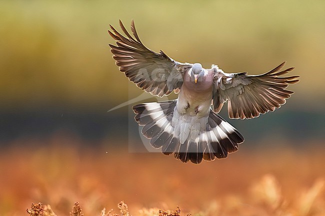 Common wood pigeon, Columba palumbus, in Italy. stock-image by Agami/Daniele Occhiato,