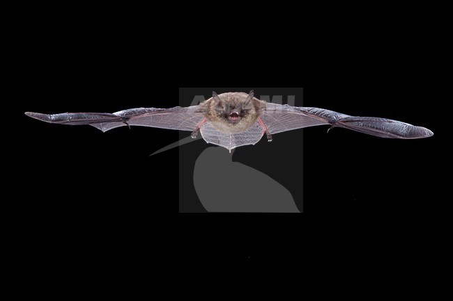 Baardvleermuis vliegend, Whiskered Bat flying stock-image by Agami/Theo Douma,