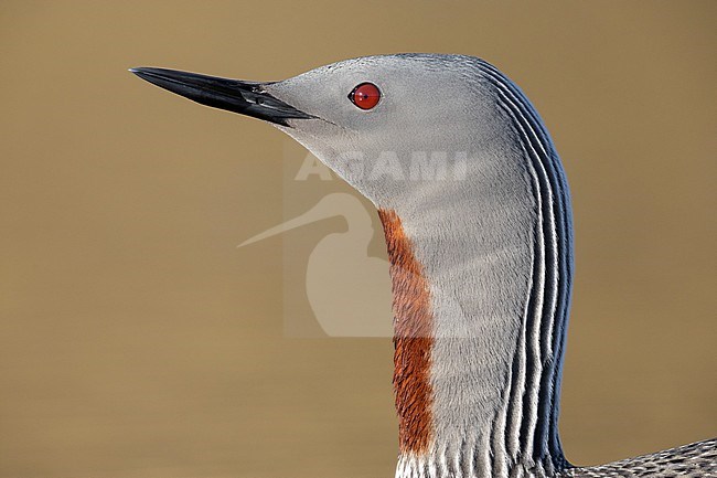Red-throated Loon (Gavia stellata), close-up of an adult in breeding plumage, Western Region, Iceland stock-image by Agami/Saverio Gatto,