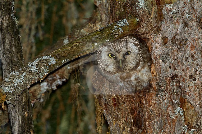 Tengalm's Owl - Raufusskauz - Aegolius funereus funereus, Austria, adult stock-image by Agami/Ralph Martin,
