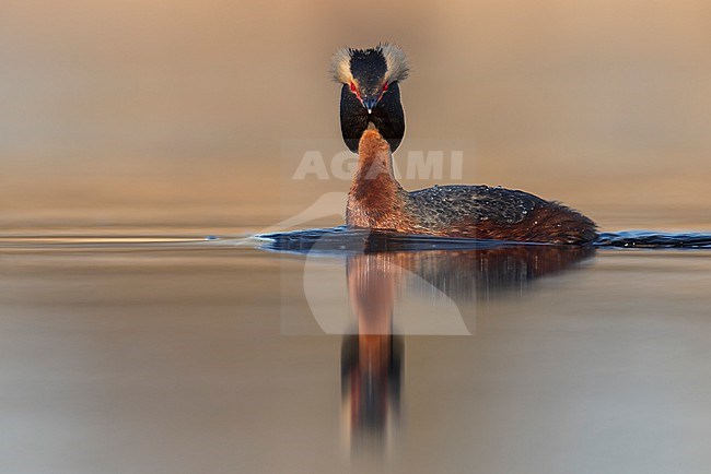 American Horned Grebe (Podiceps auritus cornutus) swimming in a pond in Manitoba, Canada. Adult in summer plumage. stock-image by Agami/Glenn Bartley,