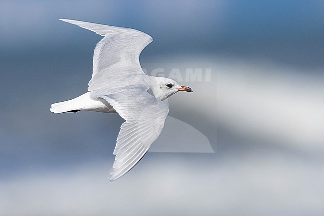Mediterranean Gull (Ichthyaetus melanocephalus), side view of an adult in winter plumage in flight, Campania, Italy stock-image by Agami/Saverio Gatto,