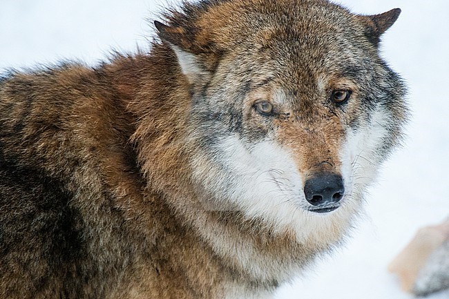 Close of Gray wolf, Canis lupus, in Bavarian Forest National Park. Germany. stock-image by Agami/Sergio Pitamitz,