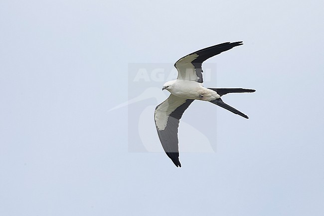 Adult Swallow-tailed Kite (Elanoides forficatus) soaring above São Jorge Island. stock-image by Agami/David Monticelli,