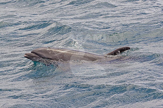 Common bottlenose Dolphin, Tursiops truncatus, off the Galapagos Islands, part of the Republic of Ecuador. stock-image by Agami/Pete Morris,