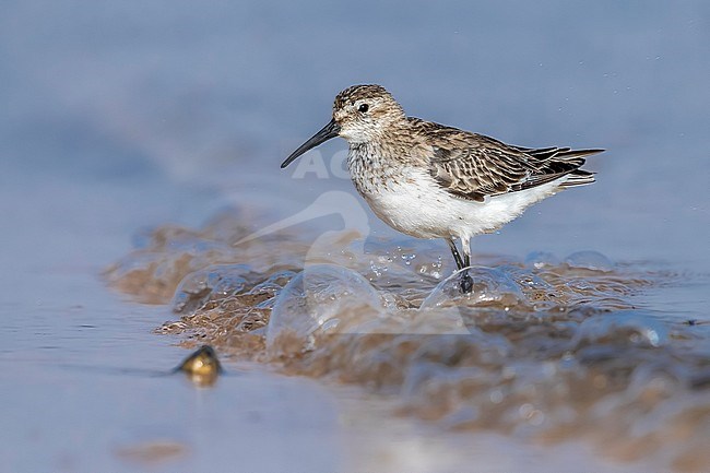 Winter plumage Dunlin (Calidris alpina) sitting on Iwik beach in Banc d'Arguin, Mauritania. stock-image by Agami/Vincent Legrand,