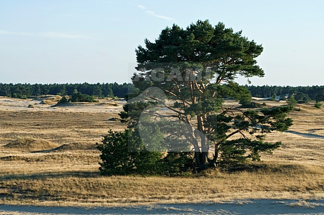 Kootwijkerzand, Kootwijk, Veluwe, Netherlands stock-image by Agami/Marc Guyt,