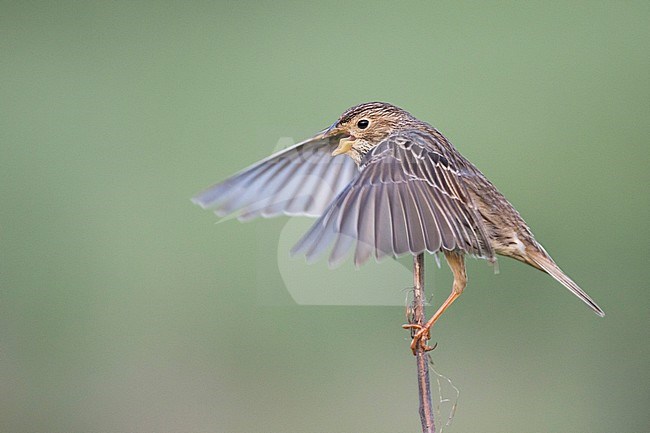 Corn Bunting - Grauammer - Miliaria calandra ssp. calandra, Hungary, adult stock-image by Agami/Ralph Martin,