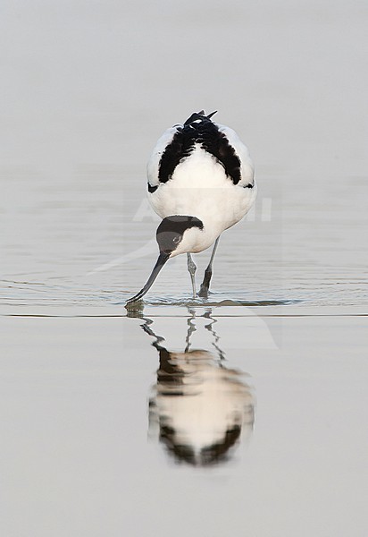 Pied Avocet, Recurvirostra avosetta, at Wagenjot on Texel. stock-image by Agami/Marc Guyt,