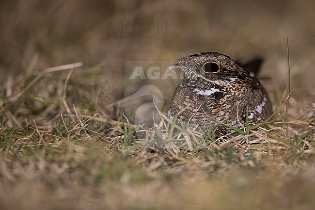 slender-tailed nightjar (Caprimulgus clarus) perching on the ground trust in its camouflage, found at Bishangari in Ethiopia stock-image by Agami/Mathias Putze,