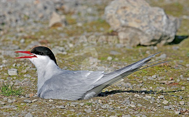 Adult Arctic Tern (Sterna paradise) sitting on its nest on Svalbard, Arctic Norway. stock-image by Agami/Pete Morris,