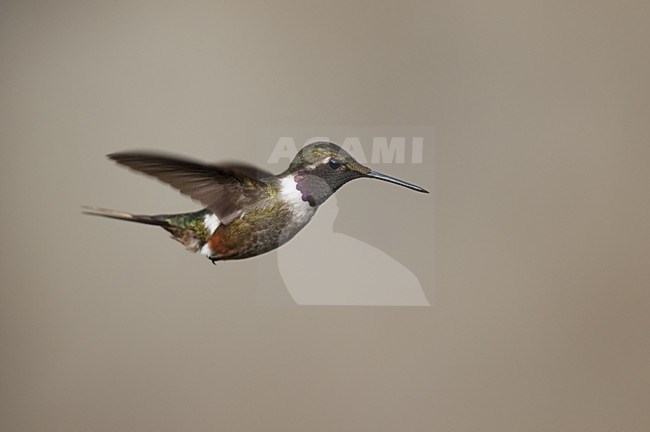 Male Magenta-throated Woodstar (Philodice bryantae) flying. stock-image by Agami/Bence Mate,