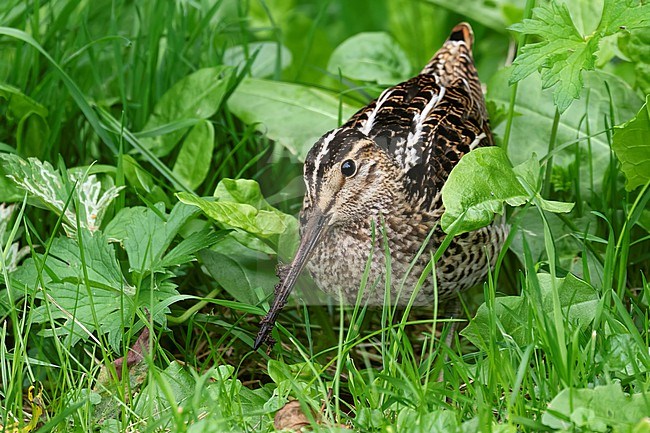 A Great Snipe giving rare close-up views in lush green grass along a ditch on the island of Texel stock-image by Agami/Jacob Garvelink,