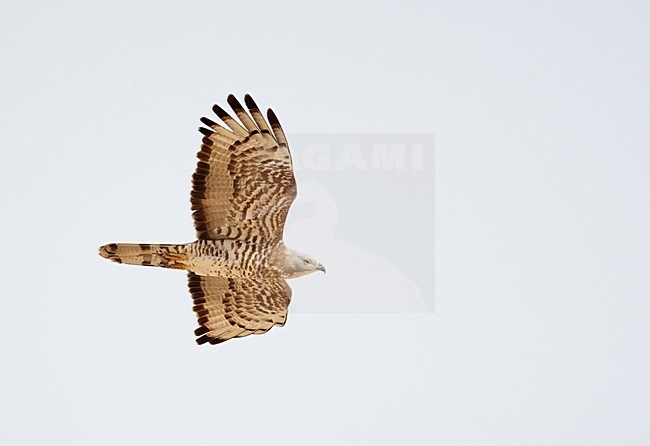 Volwassen Wespendief in de vlucht; Adult European Honey Buzzard in flight stock-image by Agami/Markus Varesvuo,