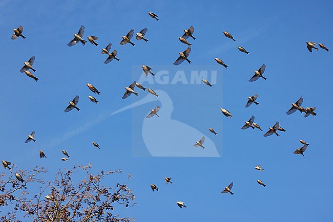 a flock Common Redpolls stock-image by Agami/Chris van Rijswijk,