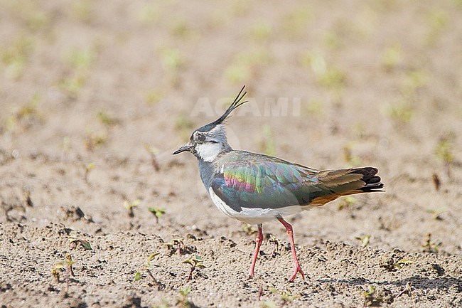 Kievit, Northern Lapwing, Vanellus vanellus adult male in field stock-image by Agami/Menno van Duijn,
