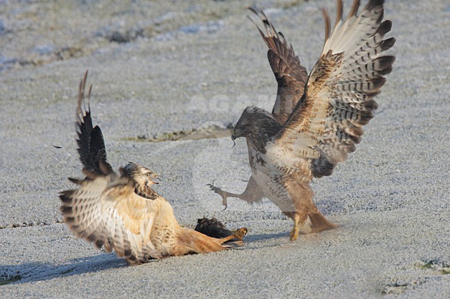 Buizerd vechtend; Common Buzzard fighting stock-image by Agami/Reint Jakob Schut,