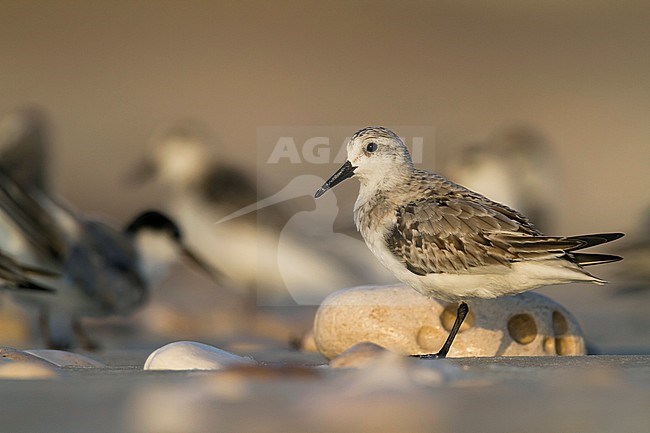 Sanderling - Sanderling - Calidris alba, Germany, adult, nonbreeding plumage stock-image by Agami/Ralph Martin,