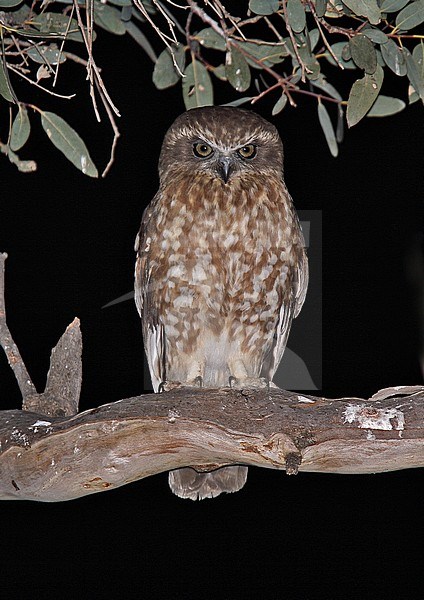 Southern Boobook (Ninox boobook ssp. ocellata) perched at night stock-image by Agami/Andy & Gill Swash ,