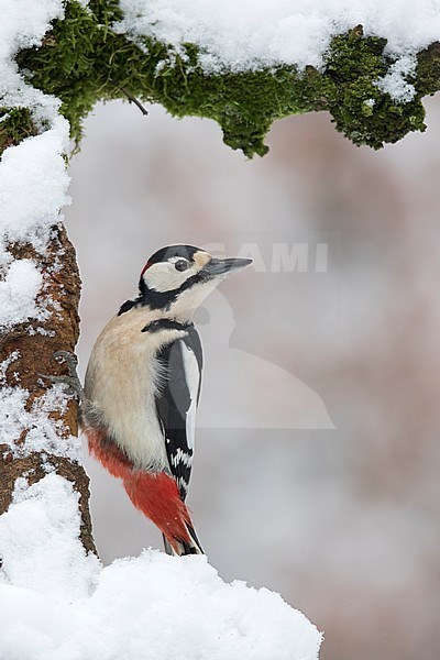 Great Spotted Woodpecker (Dendrocopos major) looking around. Perched against a tree trunc, covered in snow. stock-image by Agami/Walter Soestbergen,