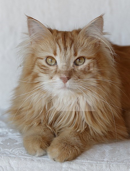 Domestic Cat of the race ‘Norwegian Forest Cat’ resting on the couch in a house at Rudersdal in Denmark. stock-image by Agami/Helge Sorensen,