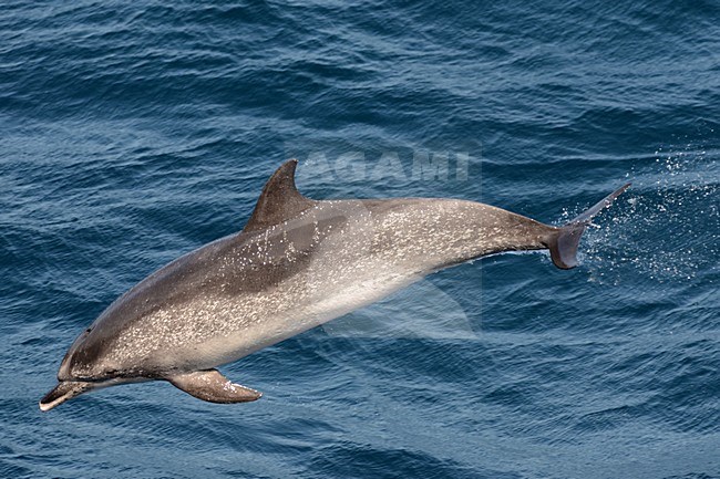  stock-image by Agami/Laurens Steijn,