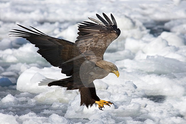 Zeearend in de winter; White-tailed Eagle in winter stock-image by Agami/Marc Guyt,