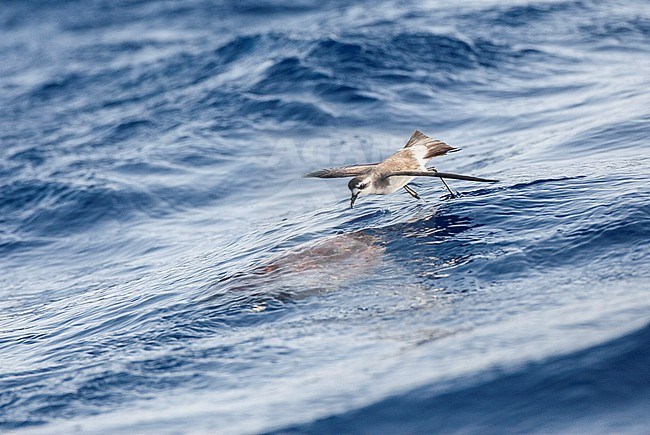 White-faced Storm-Petrel (Pelagodroma marina) foraging on chum at sea off Madeira island in the central Atlantic ocean. stock-image by Agami/Marc Guyt,