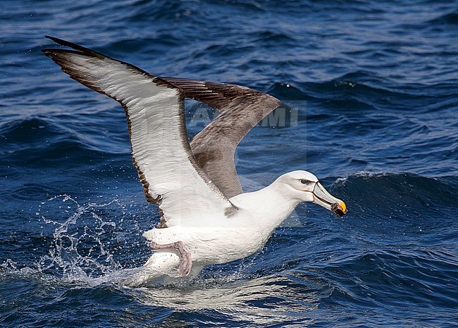 Adult White-capped Albatross (Thalassarche steadi) taking off from the ocean surface off the Chatham Islands, New Zealand, carrying food in its bill. stock-image by Agami/Marc Guyt,