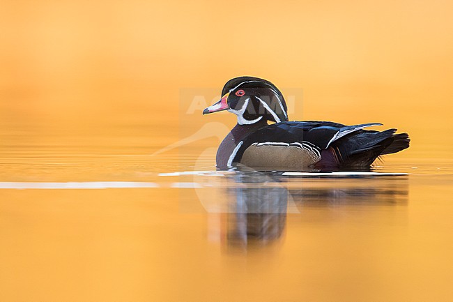 Wood Duck - Brautente - Aix sponsa, Great Britain, adult male stock-image by Agami/Ralph Martin,