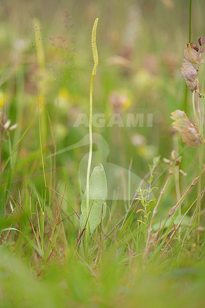 Adder's-tongue, Ophioglossum vulgatum stock-image by Agami/Wil Leurs,
