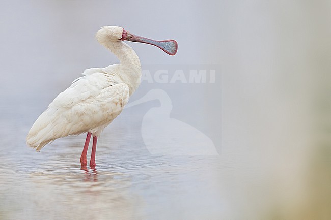 African spoonbill (Platalea alba) perched in water in Tanzania. stock-image by Agami/Dubi Shapiro,