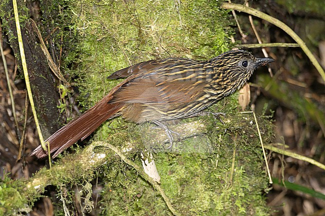 Flammulated Treehunter (Thripadectes flammulatus) at Manizales, Caldas, Colombia. stock-image by Agami/Tom Friedel,