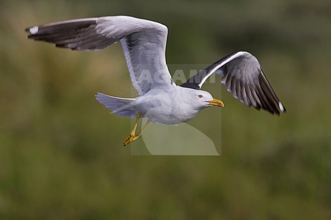 Kleine Mantelmeeuw in de vlucht; Flying Lesser Black-backed Gull stock-image by Agami/Arie Ouwerkerk,