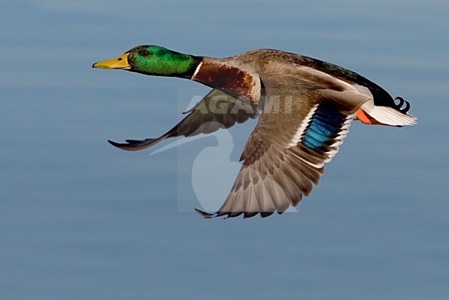 Wilde Eend vliegend; Mallard in flight stock-image by Agami/Daniele Occhiato,