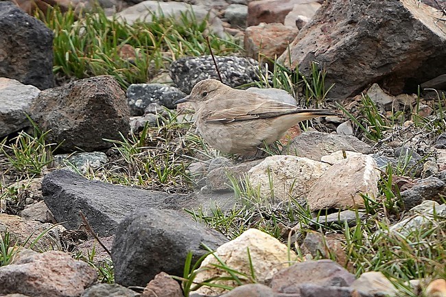 Creamy-rumped miner (Geositta isabellina) in Chile. stock-image by Agami/Dani Lopez-Velasco,
