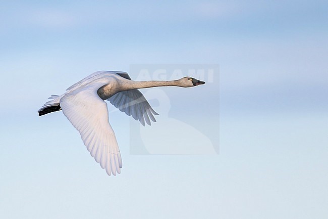 Tundra Swan (Cygnus columbianus ) in flight over the arctic tundra near Barrow in northern Alaska, United States. Also known as Whistling swan. stock-image by Agami/Dubi Shapiro,