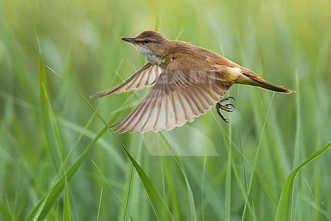 Great Reed Warbler (Acrocephalus arundinaceus) in a reedbed in Italy. stock-image by Agami/Daniele Occhiato,