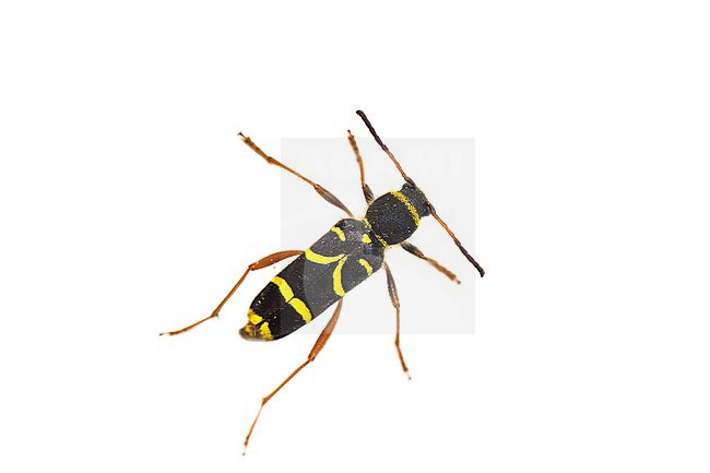 Wasp beetle, Clytus arietis stock-image by Agami/Wil Leurs,